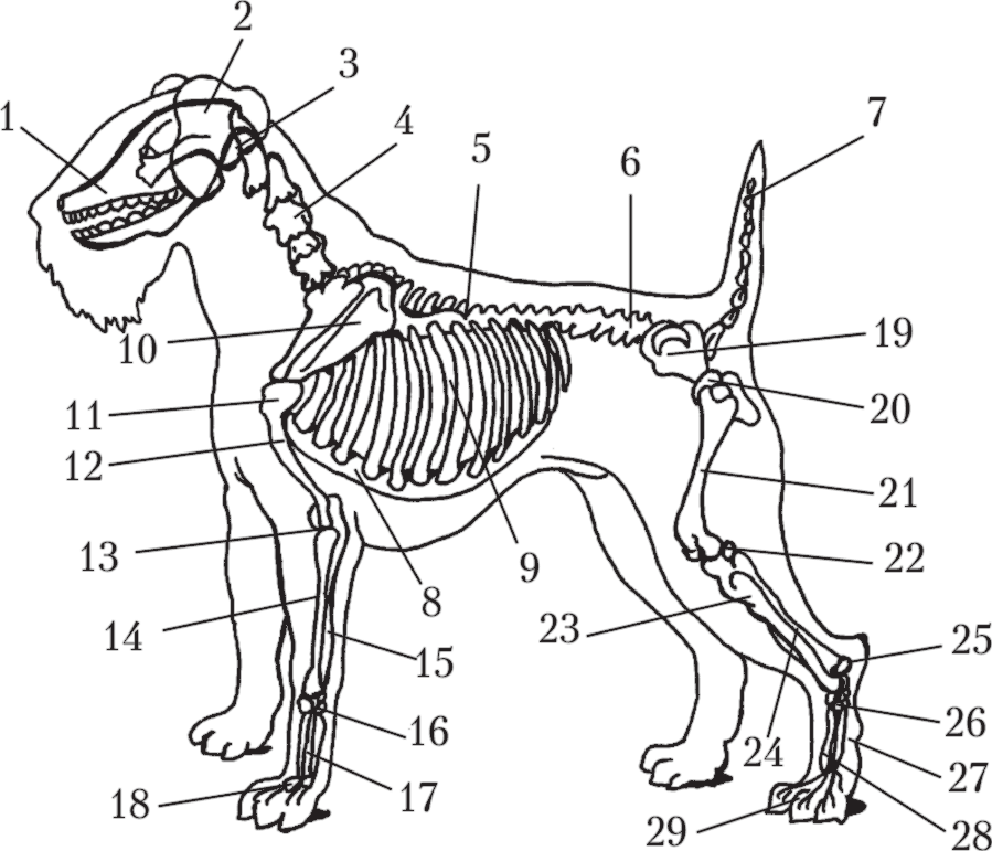 Особенности позвоночника собаки. Скелет Джек Рассел терьера. Скелет собаки сбоку. Строение скелета собаки анатомия. Строение собаки вид спереди.