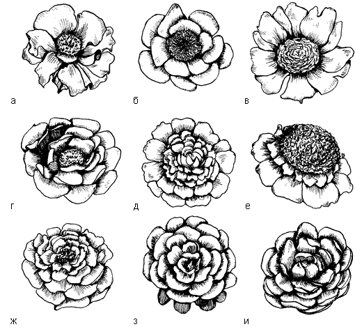Строение цветка пиона схема и описание