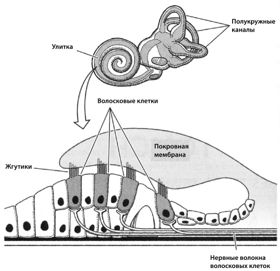 Волосковые клетки в ухе. Волосковые клетки внутреннего уха. Улитка внутреннего уха волосковые клетки. Улитка ухо строение волосковые клетки. Строение уха волосковые клетки.