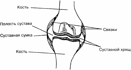 Строение сустава рисунок
