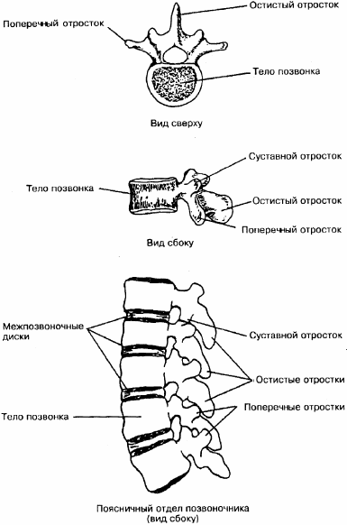 Отростки позвонков. Выстояние остистого отростка позвонка это. Деформация остистого отростка позвонка. Позвонок человека остистые отростки. Остистые отростки позвоночника функции.