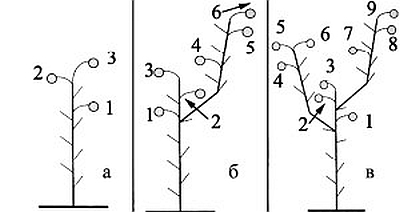 Как формировать томаты в 3 стебля схема