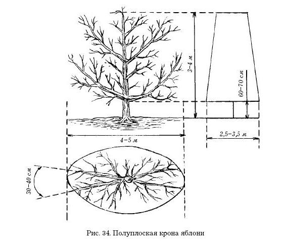 Высота куста 0.9 м. Схема посадки карликовых яблонь. Высота штамба яблони оптимальная. Схема посадки косточковых деревьев. Схема посадки вишни карликовой.