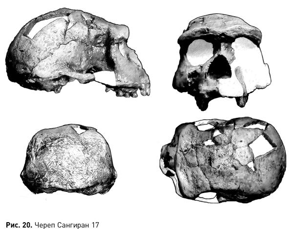 Череп питекантропа рисунок