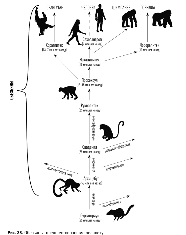 Древо эволюции человека схема