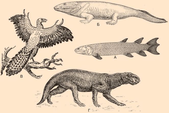 Древние земноводные произошедшие от древних рыб. Палеонтологические переходные формы. Доказательства эволюции зверозубый ящер. Палеонтологические ископаемые переходные формы. Эволюция зверозубой рептилии.
