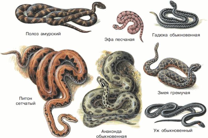 Змеи биология 7 класс. Многообразие змей. Змеи разнообразие. Змеи биология. Подотряд змеи представители.