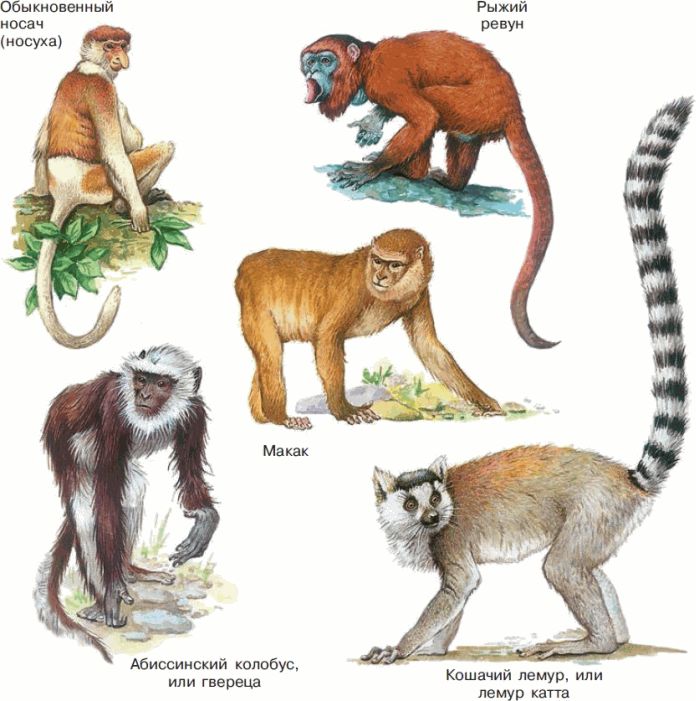 Высшие плацентарные звери. Приматы отряды млекопитающих. Высшие или плацентарные звери приматы. Приматы млекопитающие представители. Плацентарные приматы.