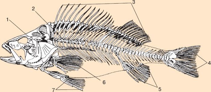 Скелет рыбы рисунок с подписями