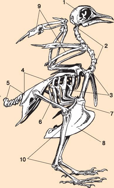 Скелет сизого голубя биология 7 класс рисунок с подписями