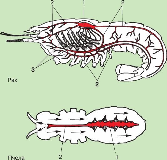 Схема строения кровеносной системы членистоногих