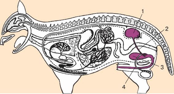 Женская половая система млекопитающих. Выделительная система млекопитающих. Выделительная система млекопитающих схема. Эндокринная система млекопитающих.