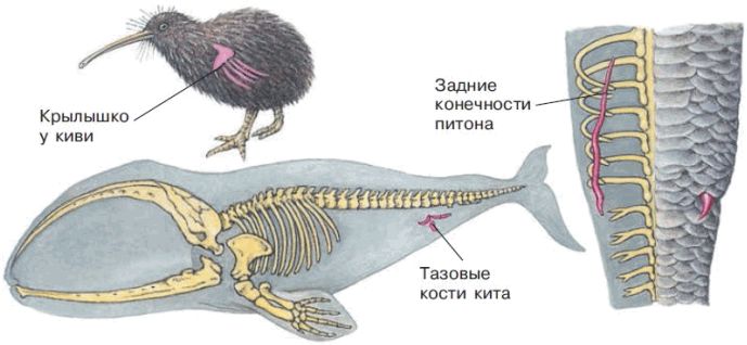 Рассмотрите рисунки на которых представлены птица киви часть скелета питона скелет кита