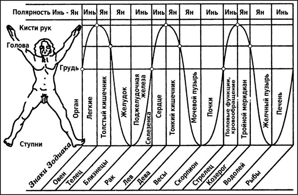 Меридианы человека по часам активности схема и направления