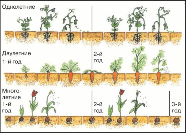 Продолжительность жизни овощных растений это