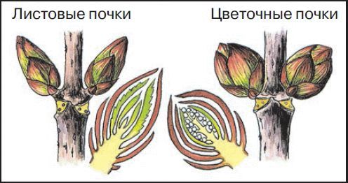 Вегетативная почка на этом рисунке обозначена буквой впиши букву кириллицей