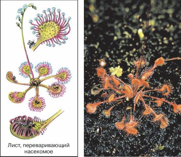 Представленные на рисунке взаимодействия между растением болотной росянкой и мухой раванда