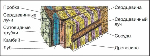 Слои на стволе спиленного дерева биология 6 класс картинка