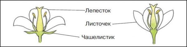 Цветок с двойным околоцветником рисунок