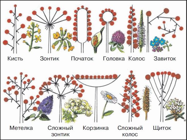 Рассмотрите рисунки на которых изображены схемы соцветий под каким номером изображена схема сложного