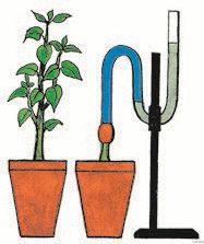 У какого растения сильнее проявляется корневое давление