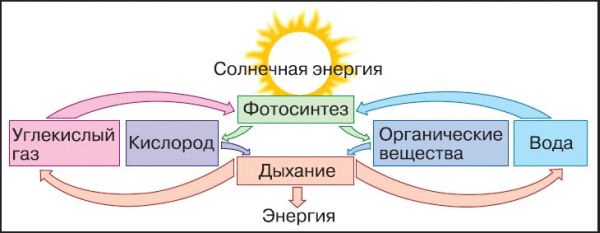 Процессы дыхания и фотосинтеза. Взаимосвязь фотосинтеза и дыхания растений схема. Взаимосвязь фотосинтеза и дыхания. Биология 6 класс взаимосвязь фотосинтеза и дыхания. Процесс фотосинтеза и дыхания схема.