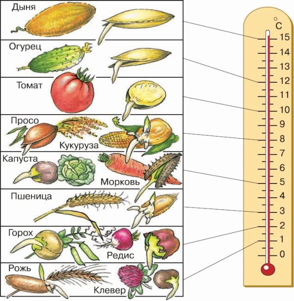Какой свет для прорастания семян. Температура необходимая для прорастания семян. Температура почвы для прорастания семян овощей. Температура прорастания семян таблица. Таблица температур для проращивания семян.