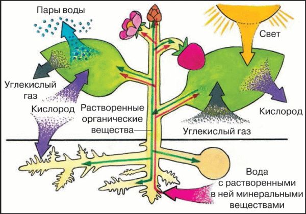 Организм единое целое презентация 6 класс пасечник