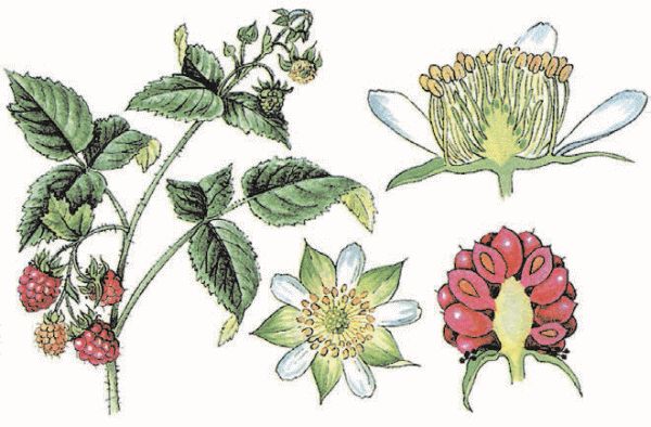 Презентация по биологии "Строение и классификация плодов"