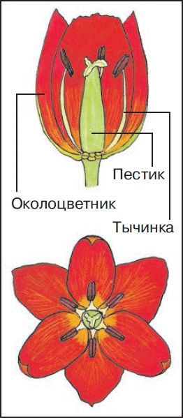 Органы тюльпана. Схема цветка тюльпана биология. Строение тюльпана биология. Строение тюльпана схема. Семейство Лилейные тюльпан строение.