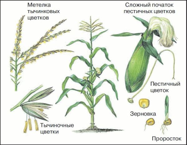 Початок метелка. Кукуруза обыкновенная строение. Строение початка кукурузы. Строение соцветия кукурузы. Кукуруза строение растения.