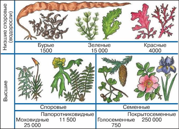 Происхождение растений. Примерное число видов современных растений. Появление высших растений. Количество видов растений. Виды развития у растений.