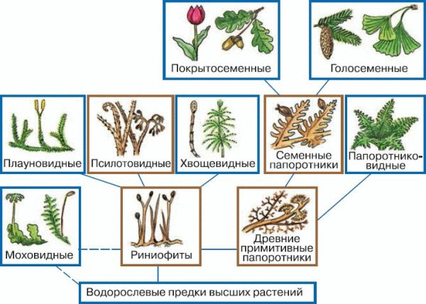 Представитель какого отдела царства растения изображен на рисунке папоротниковидные голосеменные