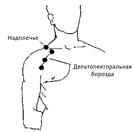 Где находится плечо человека фото