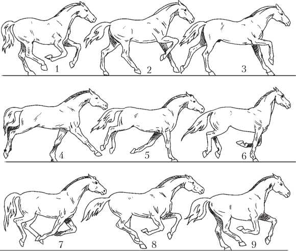 Фазы движения. Галоп лошади покадрово. Фазы галопа лошади. Галоп лошади схема. Лошадь галоп референс.