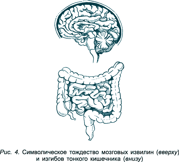 Мозг кишечника человека. Связь голова и ЖКТ. Связь кишечника и мозга у детей. Тонкая кишка анатомия рисунок карандашом.