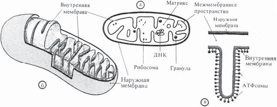 Схема строения митохондрии