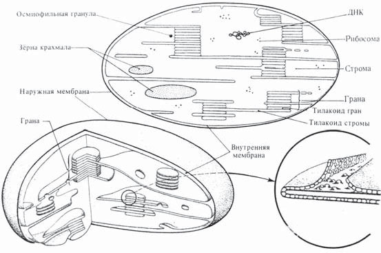 Строение хлоропласта рисунок с подписями