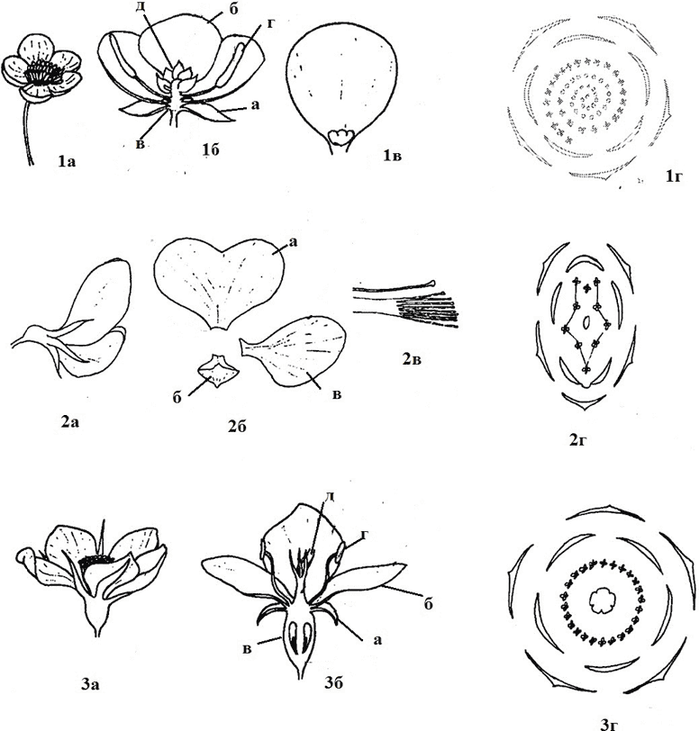 Изображение цветка схема. Лютиковые гинецей. Гинецей Лютика. Строение актиноморфного цветка Лютика. Венчик андроцей гинецей.
