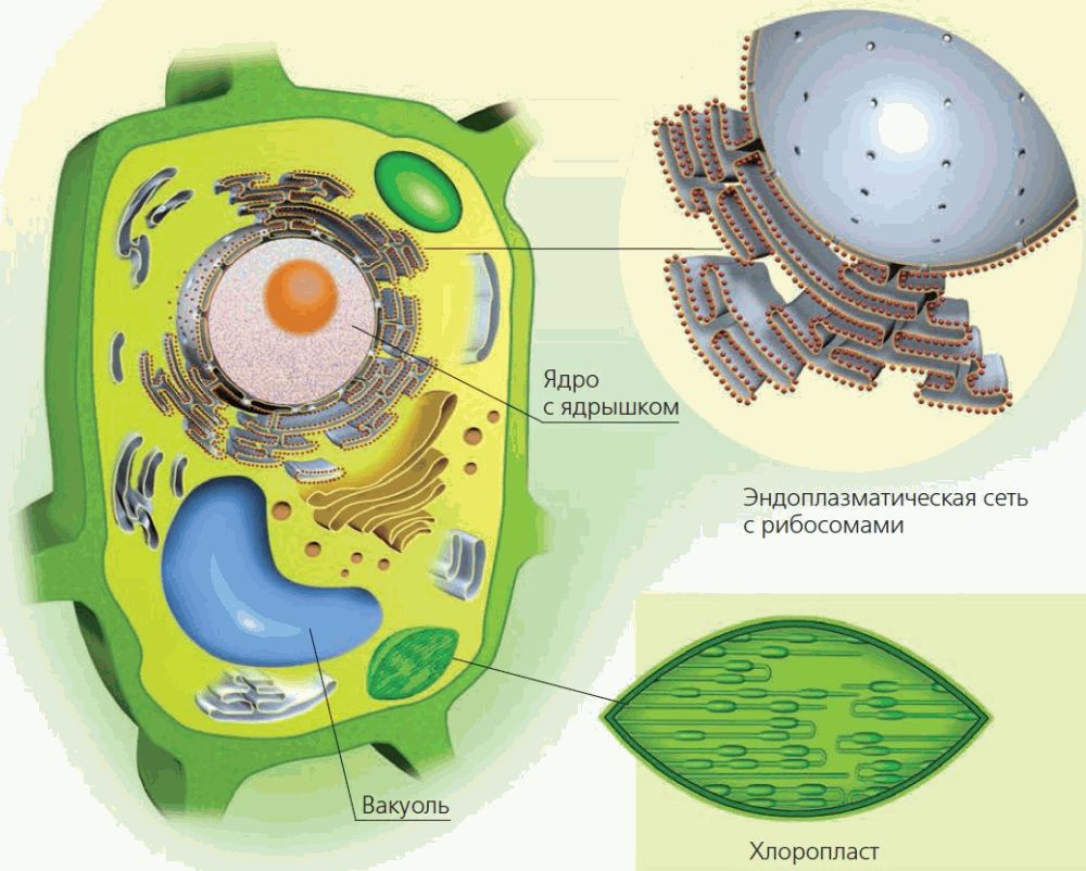 Растительная клетка происхождение. Строение клетки 6 класс биология. Строение растительной клетки 6 класс биология. Строение клетки растения 6 класс биология. Клетка биология строение схема растительная.