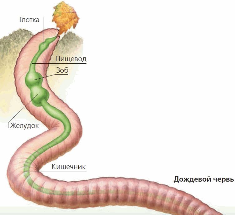 Строение пищеварительной системы червя. Кольчатые черви пищеварительная система. Пищеварительная система червя схема. Кольчатые черви строение пищеварительной системы. Пищеварительная система кольчатых червей.
