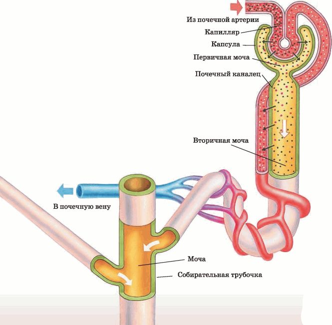 Функционирование нефрона и образование мочи схема