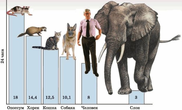 Размеры животных. Соотношение слона и человека. Размеры организмов. Соотношение размеров животных. Сколько спят животные.