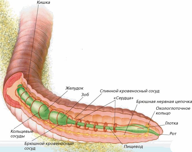 Сегмент дождевого червя. Внешнее и внутреннее строение кольчатых червей 7 класс. Дождевые черви внутреннее строение. Кольчатые черви строение. Внутреннее строение кольчатых червей.
