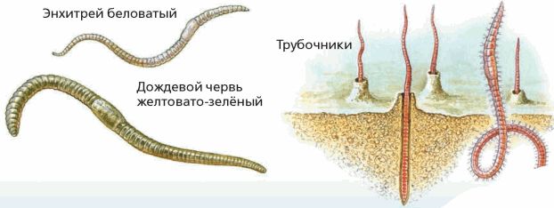 Стадии развития дождевого червя в картинках