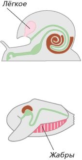 Легкие жабры. Легкие Жабы. Органы дыхания членистоногих и моллюсков. Жабры и легкие.