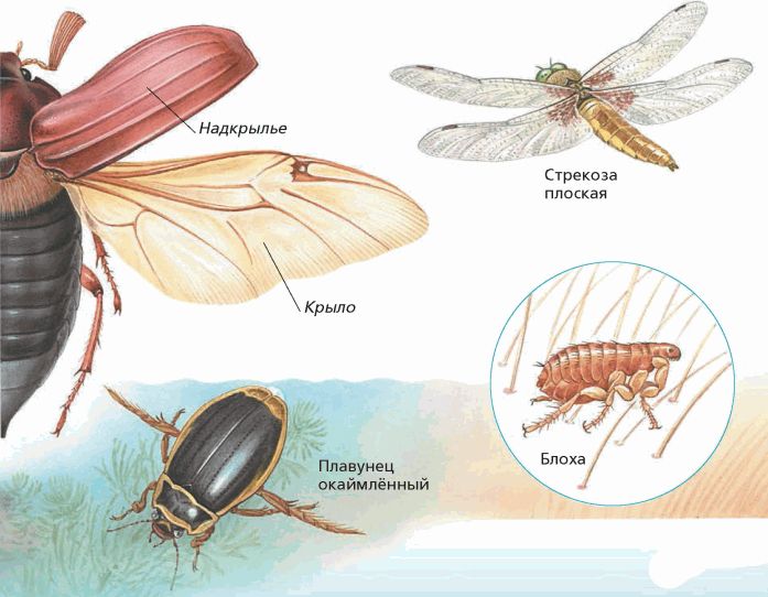 Колебание крыльев насекомых. Внешнее строение жука плавунца. Дыхальца майского жука. Строение крыльев насекомых.