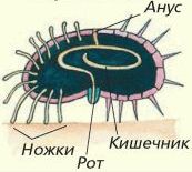 Схема строения морского ежа