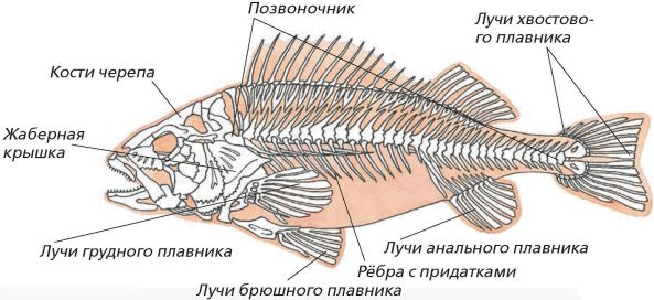 Скелет рыбы рисунок с подписями