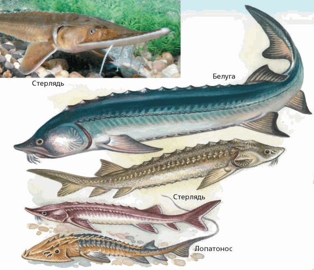 Стерлядь отряд каких рыб